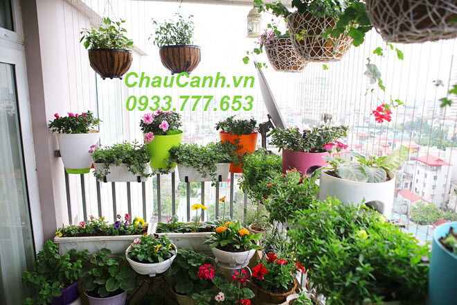  www.ChauCanh.vn địa chỉ bán chậu trồng cây hcm nổi tiếng với những chậu cây Greenbo độc đáo