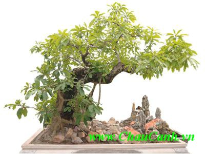 cây cảnh bonsai đẹp mang đến giá trị cho nhà vườn