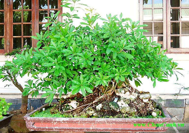 cây cảnh bonsai lộc vừng xanh tươi tốt
