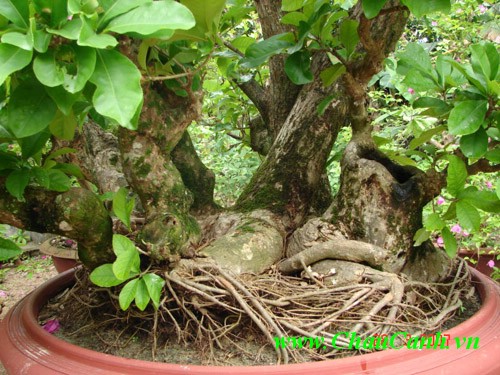 Đất trồng cây cảnh bonsai lộc vừng cần được chuẩn bị tốt