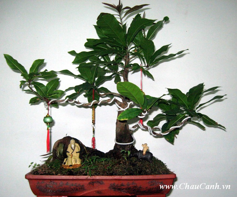 cây cảnh bonsai lọc vừng mang đến vận may cho gia chủ
