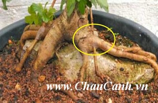 Ghép rễ cho cây xanh bonsai là một việc đòi hỏi tính cẩn thận cao