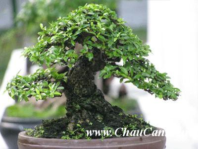 truyền giống cho cây cảnh bonsai có rất nhiều biện pháp