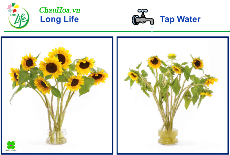 Thuốc dưỡng hoa, bảo quản hoa Long Life cho hoa hướng dương được thử nghiệm sau 9 ngày
