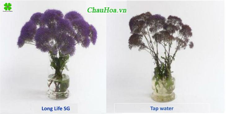 Hoa tươi lâu hơn và tránh thối nhũn hoa với thuốc dưỡng hoa long life