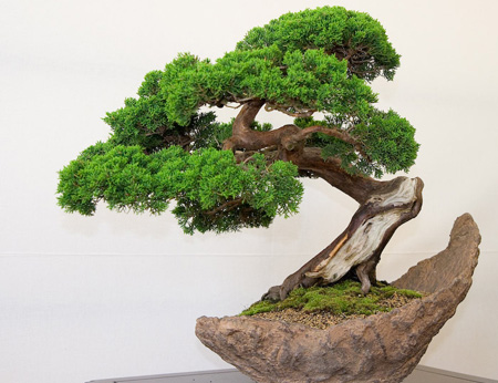 Các cây cảnh bonsai mỗi loài mang một giá trị thẩm mỹ khác nhau