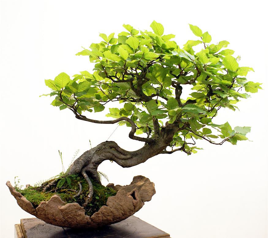 Nếu bạn chăm sóc kỹ, cây xanh bonsai của bạn sẽ mạnh khỏe, xinh đẹp và nhỏ nhắn trong nhiều năm