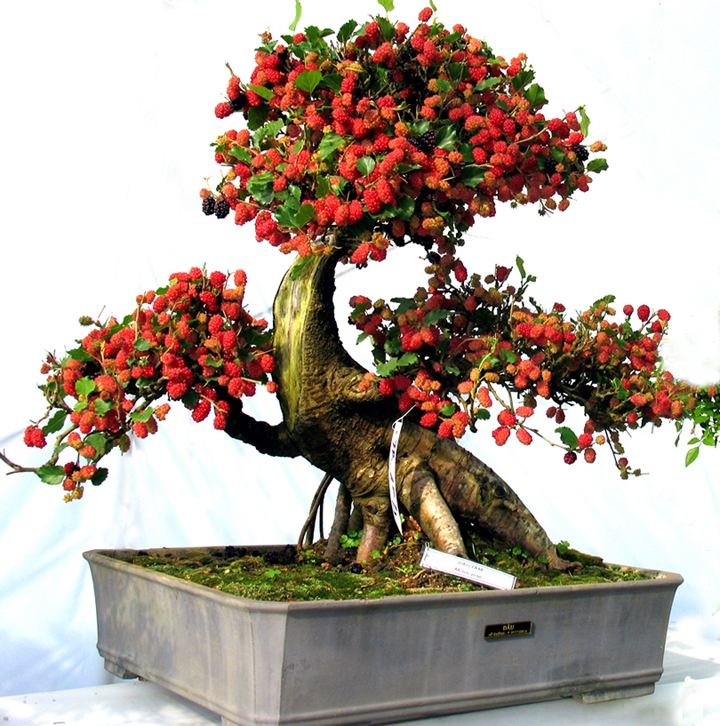 Cây cảnh bonsai cũng sẽ hấp thu được chất dinh dưỡng qua lá cây