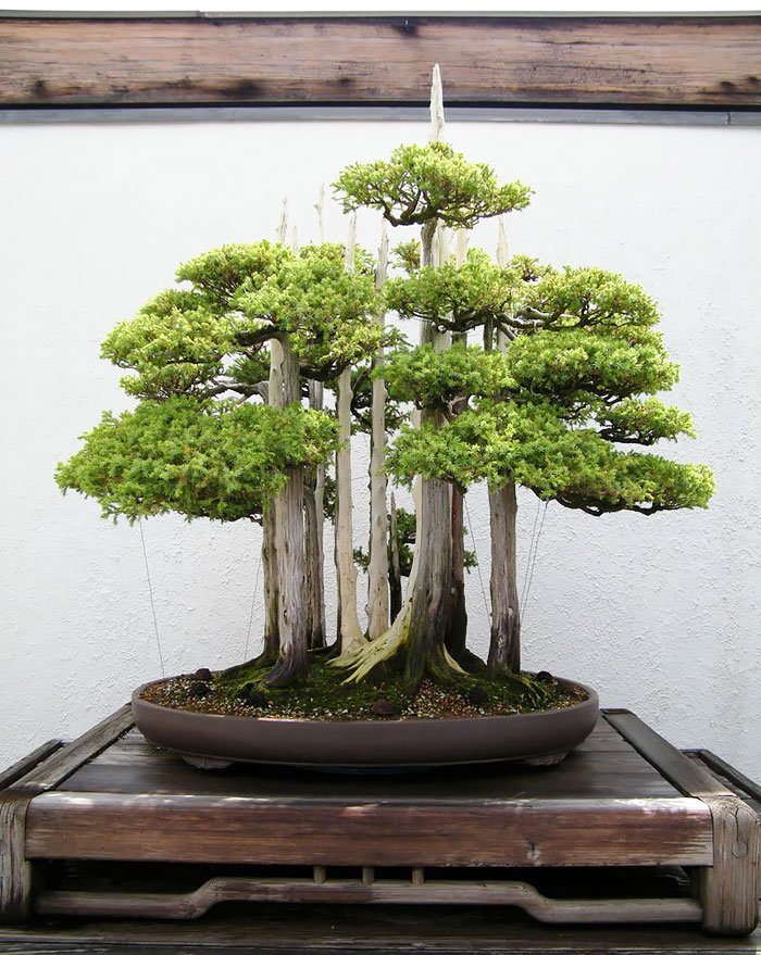 Cây bonsai đẹp theo dáng thẳng đứng (trực quân tử, thẳng)