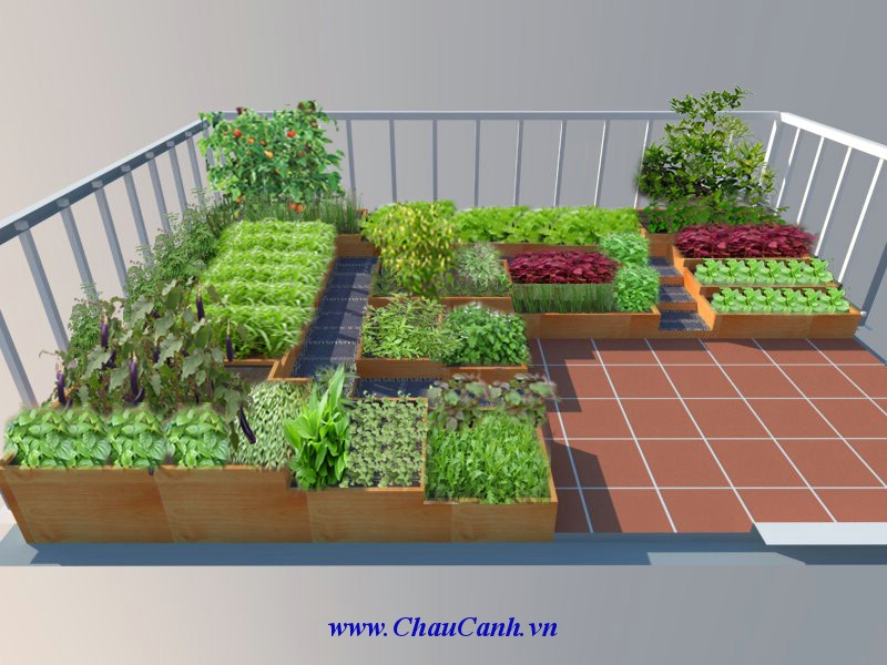 Việc trồng rau sạch trong các chậu cảnh đẹp tại nhà có thể thực hiện vào bất cứ mùa nào