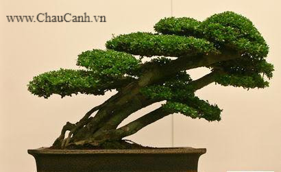 Cây bonsai đẹp theo dáng bay