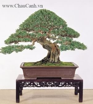 Cây bonsai đẹp theo dáng trực lắc