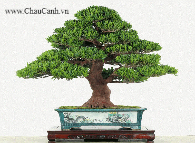 Thế cây bonsai đẹp cho bạn