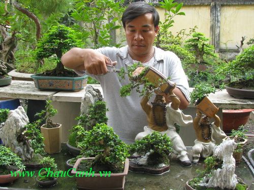 chỉnh sửa lại cây xanh  bonsai theo ý muốn của các nghệ nhân làm vườn