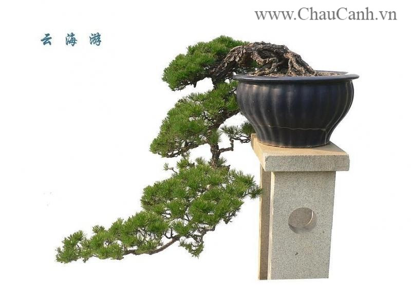 Cây bonsai đẹp theo dáng thác đổ