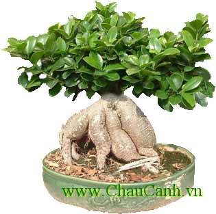 cây sứ là cây cảnh bonsai dễ tạo dáng