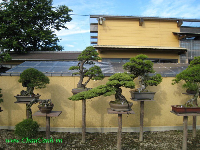 Cây bonsai thích hợp đặt ở vị trí ngang tầm mắt
