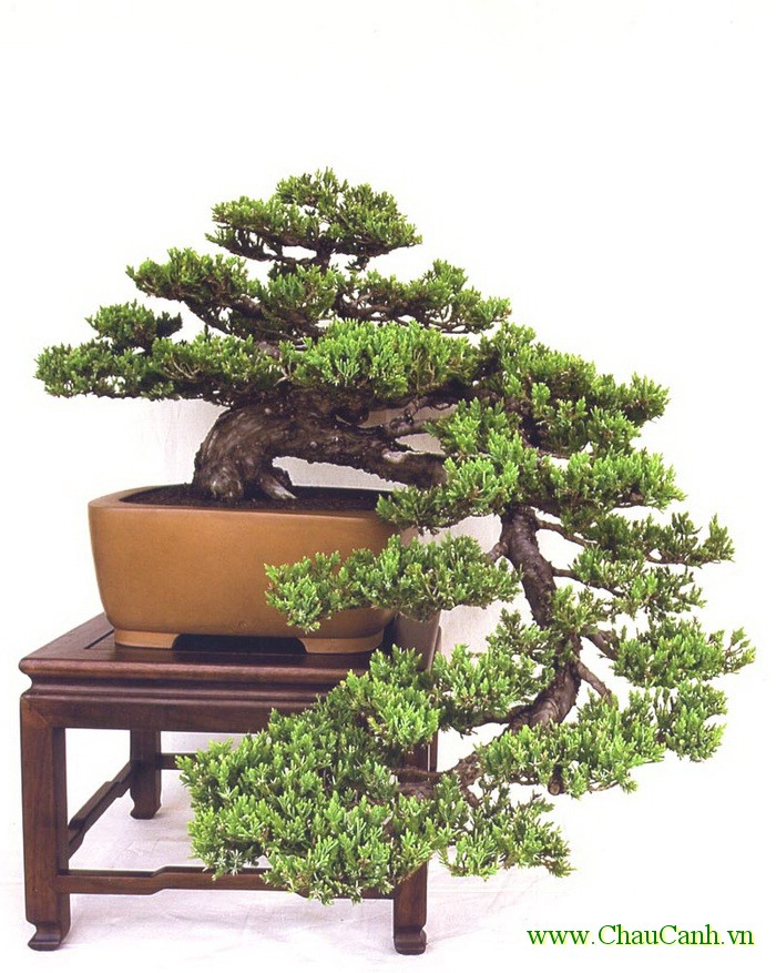 cây cảnh bonsai cầu kỳ trong việc tạo dáng
