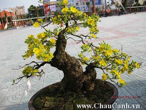 một cây cảnh bonsai hoàn chỉnh phải có một bộ rễ hoàn chỉnh