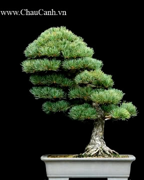 Cây bonsai đẹp theo từng dáng