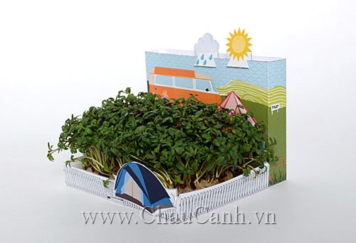 Khay nhựa trồng cây xinh xắn và bàn làm việc được bán nhiều nơi trên thị trường