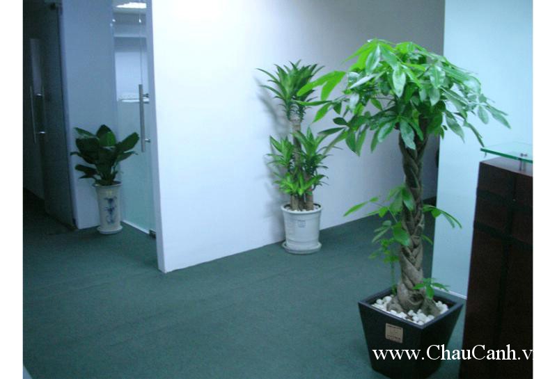 cây cảnh bonsai cần được chọn lựa cẩn thận