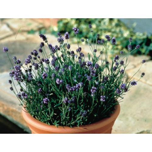 cây cảnh bonsai lavender rất thích hợp cho phòng ngủ