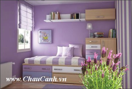 phòng ngủ sẽ đẹp hơn với cây cảnh bonsai lavender