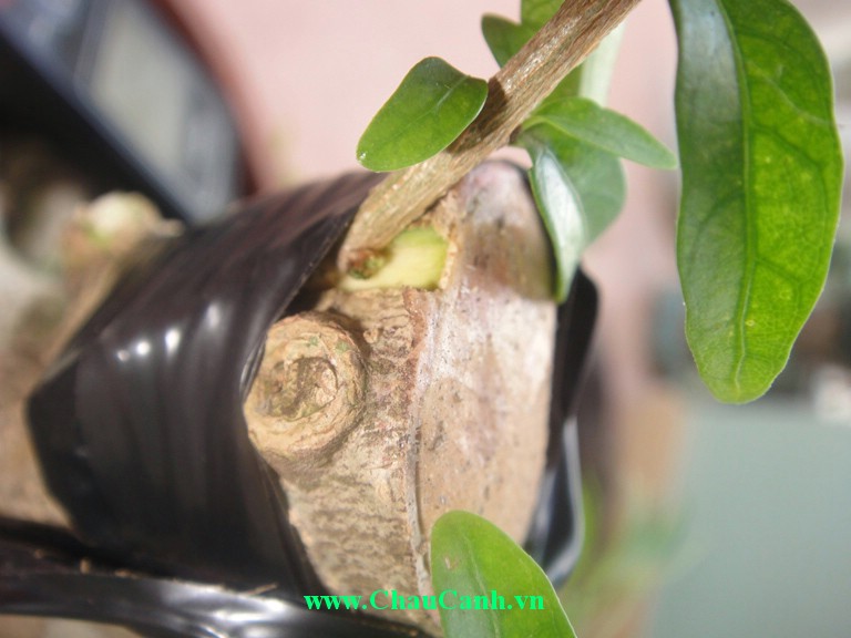 chiết gân thường áp dụng cho những cây cảnh bonsai có sức sống kém