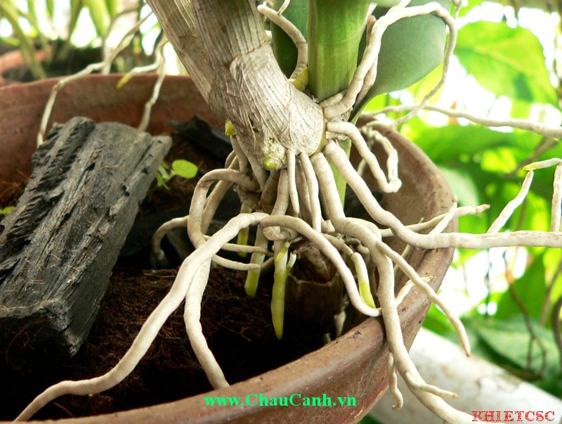 chiết rễ cho cây cảnh bonsai là một việc làm đòi hỏi tính cẩn thận cao