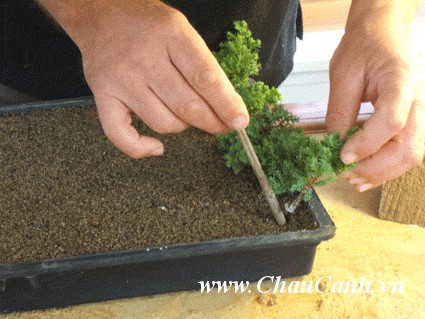 Phần lớn các cây cảnh bonsai được truyền giống bằng cách giâm cành