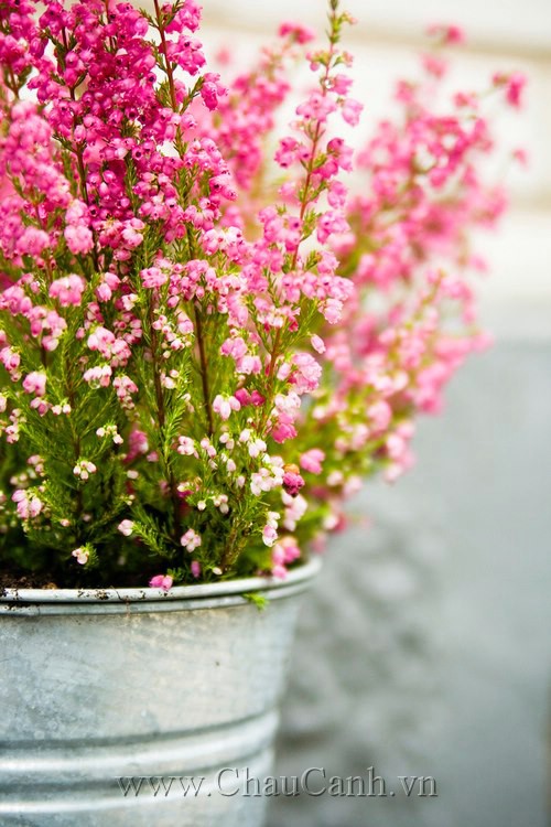 Ý tưởng mua chậu nhựa trồng cây cảnh cho khu vườn mùa xuân