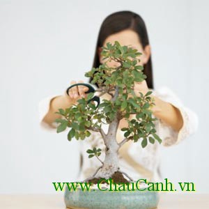 cây cảnh bonsai cần được chăm sóc cẩn thận