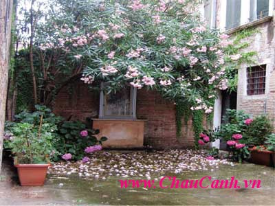 Không trồng cây cảnh bonsai chính giữa cửa nhà