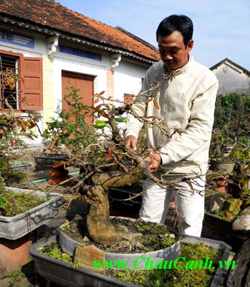 phòng trừ sâu bệnh cho cây cảnh bonsai là việc làm cần thiết