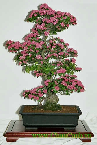 Quấn dây kẽm tạo hình cho cây cảnh bonsai đòi hỏi khá cầu kỳ
