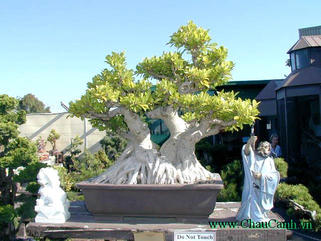 Tạo ra bộ rễ cây cảnh bonsai bằng phương pháp chăm sóc bón phân, cắt tỉa cẩn thận.
