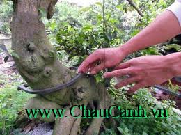 Ghép cành xuyên qua thân cây cảnh bonsai là kỹ thuật tương đối khó.